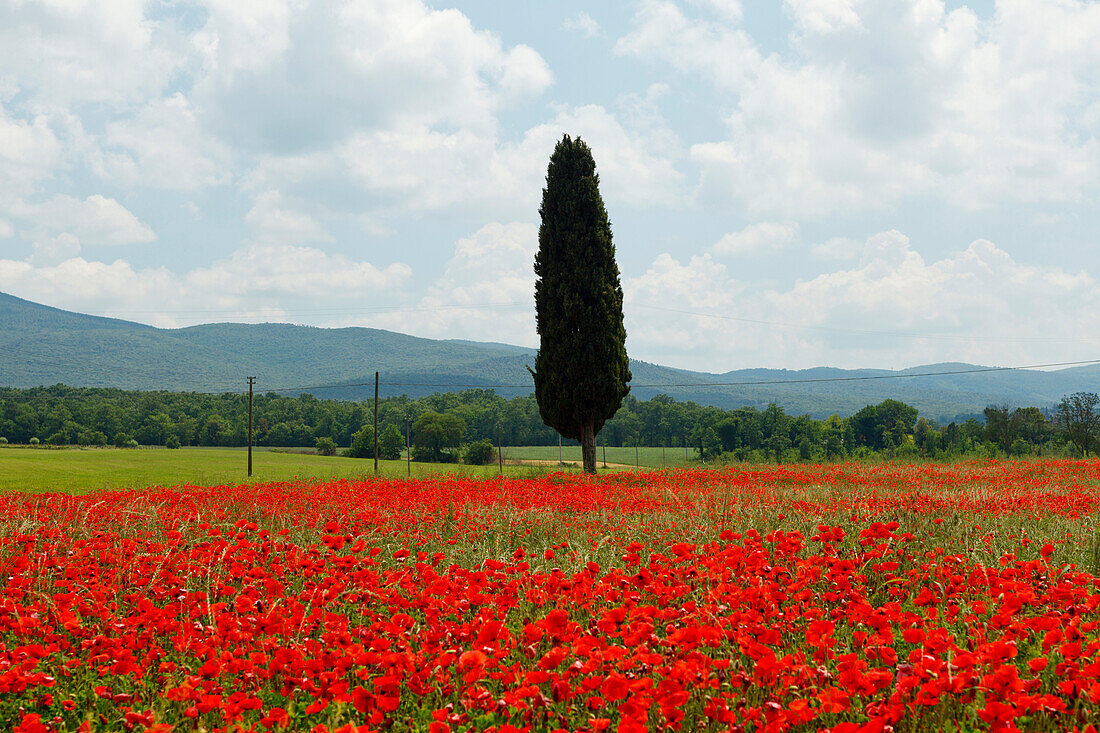 Cypress in a red poppy field near Colle di Val d Elsa, Tuscany, Italy, Europe