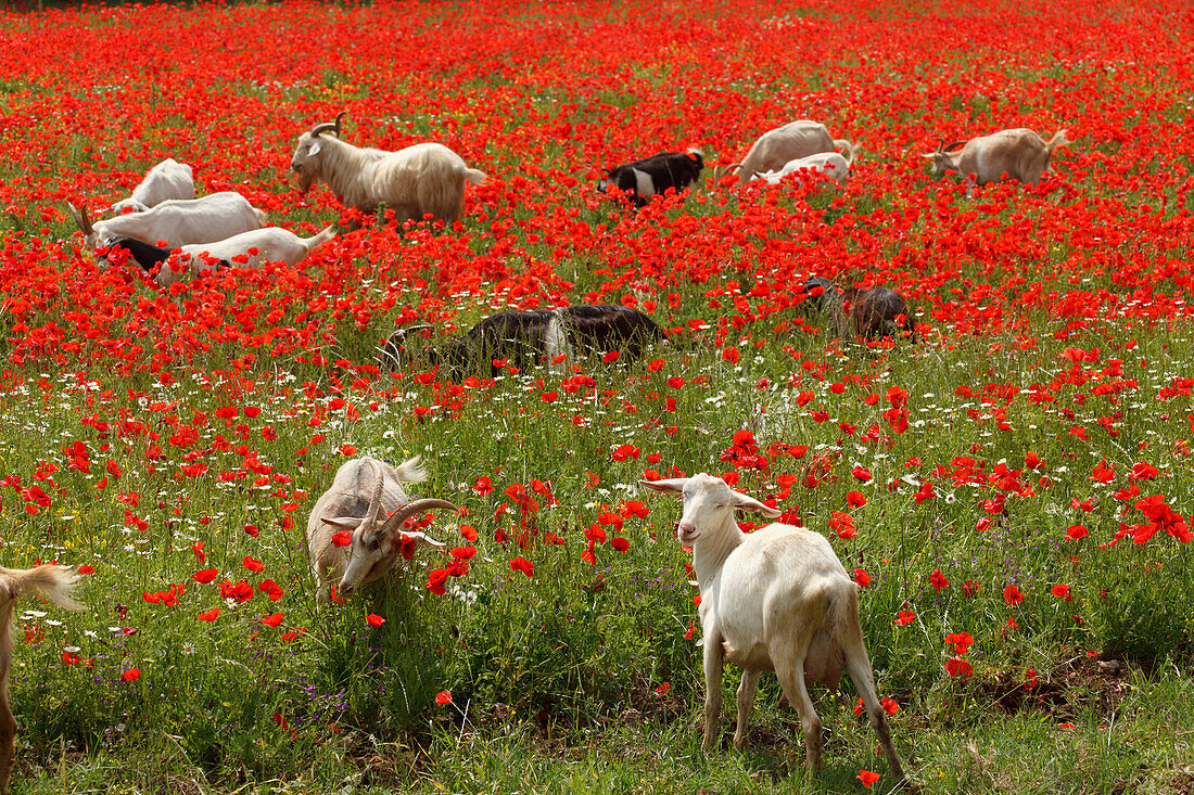 Ziegen im Mohnfeld, bei Massa Marittima, Provinz Grosseto, Toskana, Italien, Europa