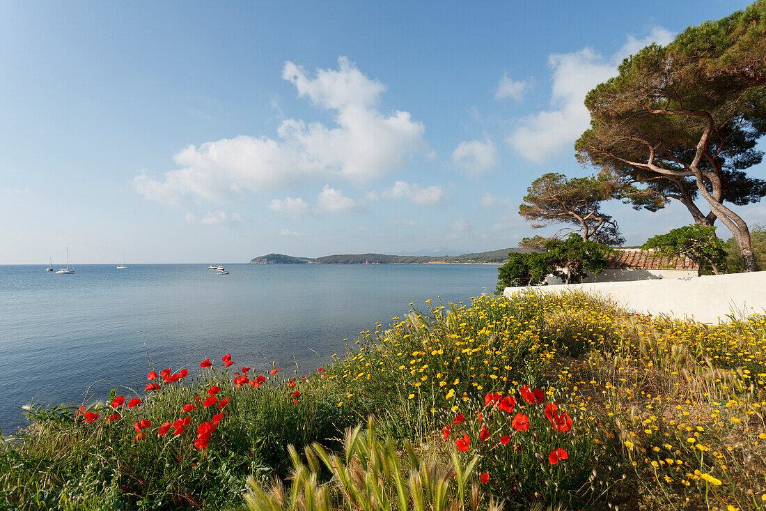Coastal landscape with poppies, Golfo di Baratti, near Populonia, Mediterranean Sea, province of Livorno, Tuscany, Italy, Europe