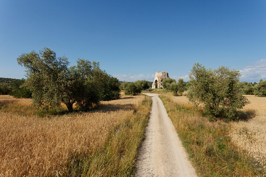 Feldweg durch Felder und Olivenbäume, Chiesa di San Bruzio, Ruine der Kirche, 11. Jhd., bei Magliano in Toscana, Toskana, Italien, Europa