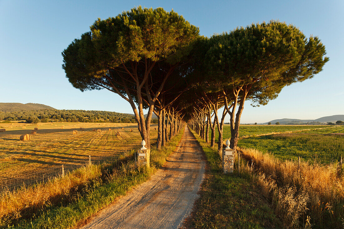 Alley lined with pine tree, Parco Naturale di Maremma, natural preserve, province of Grosseto, Tuscany, Italy, Europe