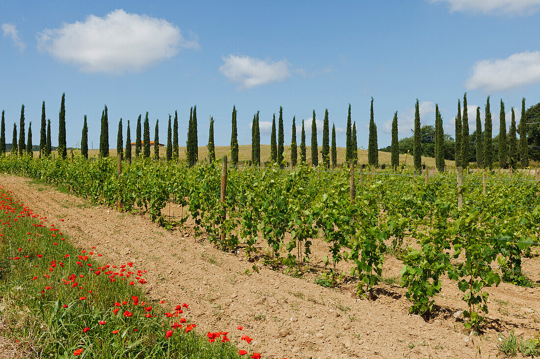 Cypresses and poppies in a vineyard near Montiano, near Magliano in Toskana, province of Grosseto, Tuscany, Italy, Europe