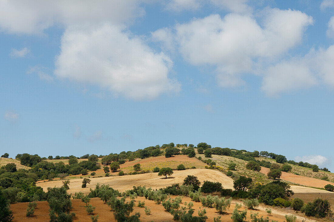 Hügel mit Feldern, Eichen und Ölbäumen, Olivenbäume, bei Malpaso, bei Magliano in Toskana, Provinz Grosseto, Toskana, Italien, Europa