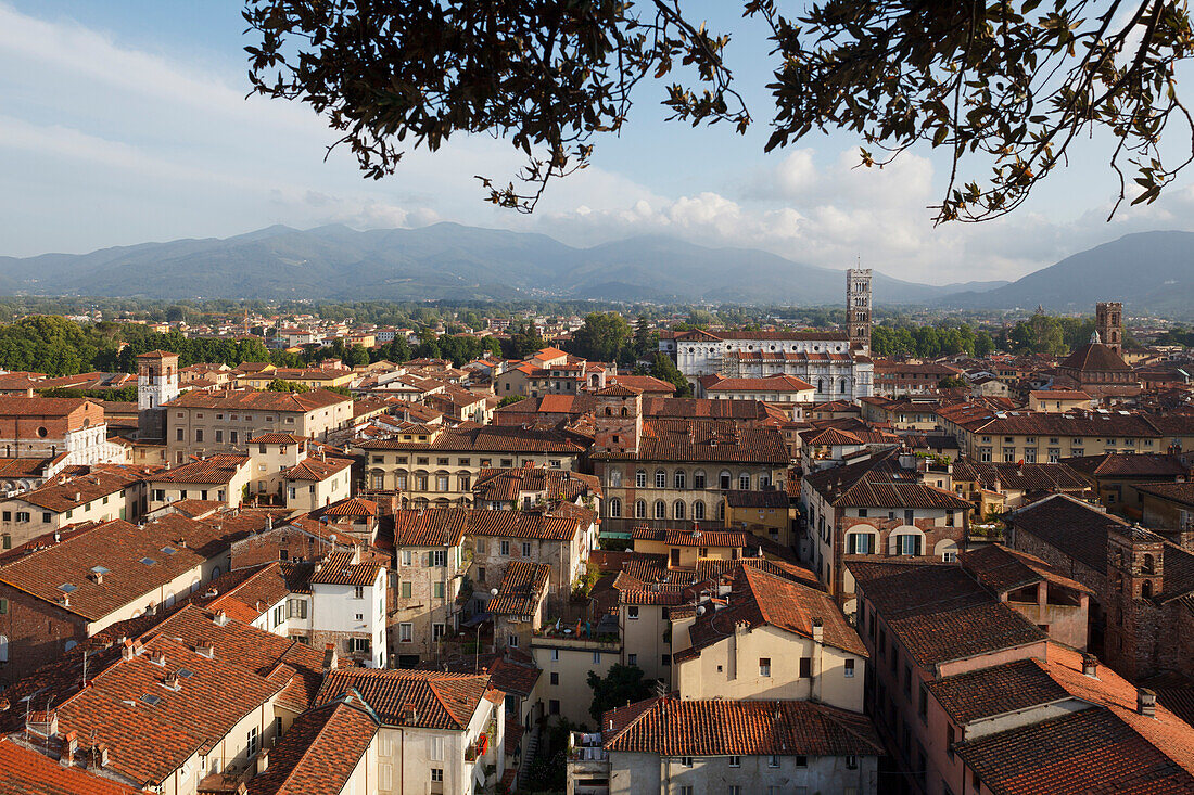 view from Torre Guinigi tower towards Duomo di San Martino, cathedral and the historic centre of Lucca, UNESCO World Heritage Site, Lucca, Tuscany, Italy, Europe
