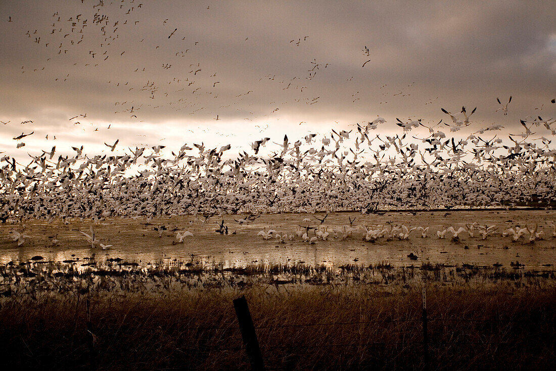 USA, California, Marysville, Snow geese taking off out of the wetlands, Sicard Flats