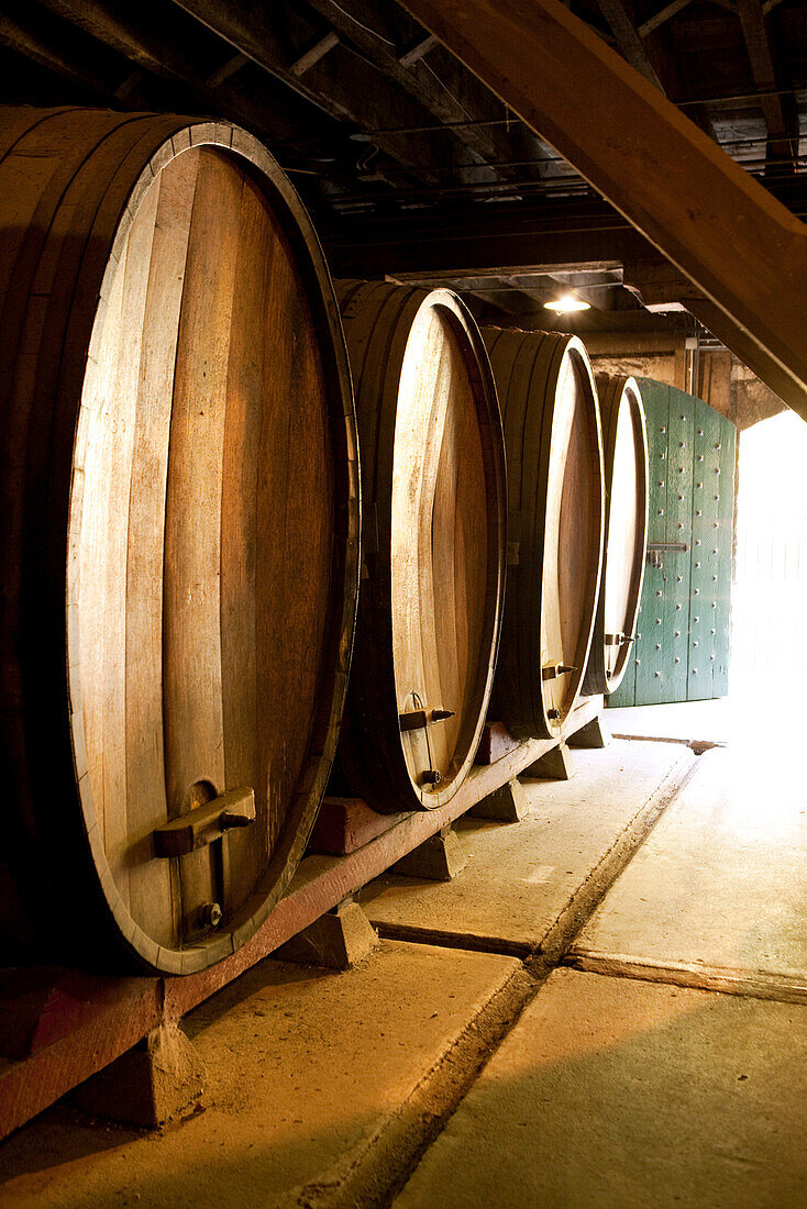 USA, California, Sonoma, Buena Vista Carneros winery, wine barrels in the oldest premium winery, a cave built in 1857