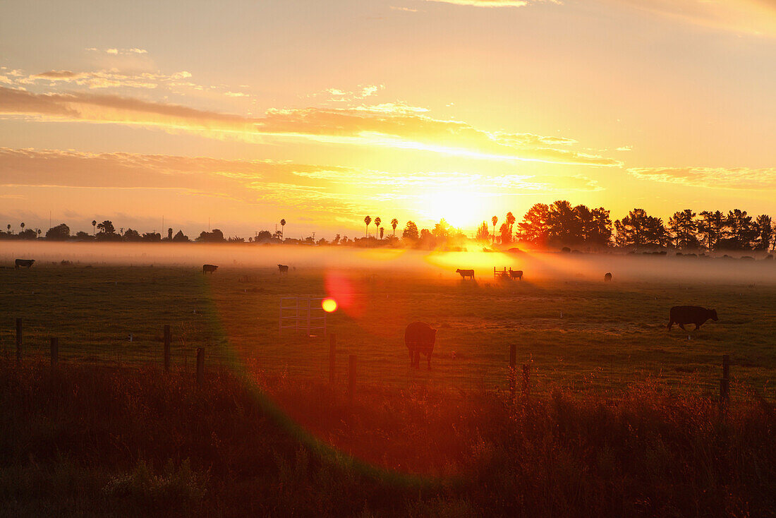 USA, California, Sonoma, cows walk through a misty sunrise in Sonoma