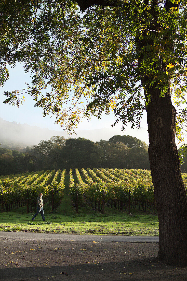USA, California, Gundlach Bundschu Winery, sixth generation vineyard owner and manager Jeff Bundschu walking in the vines