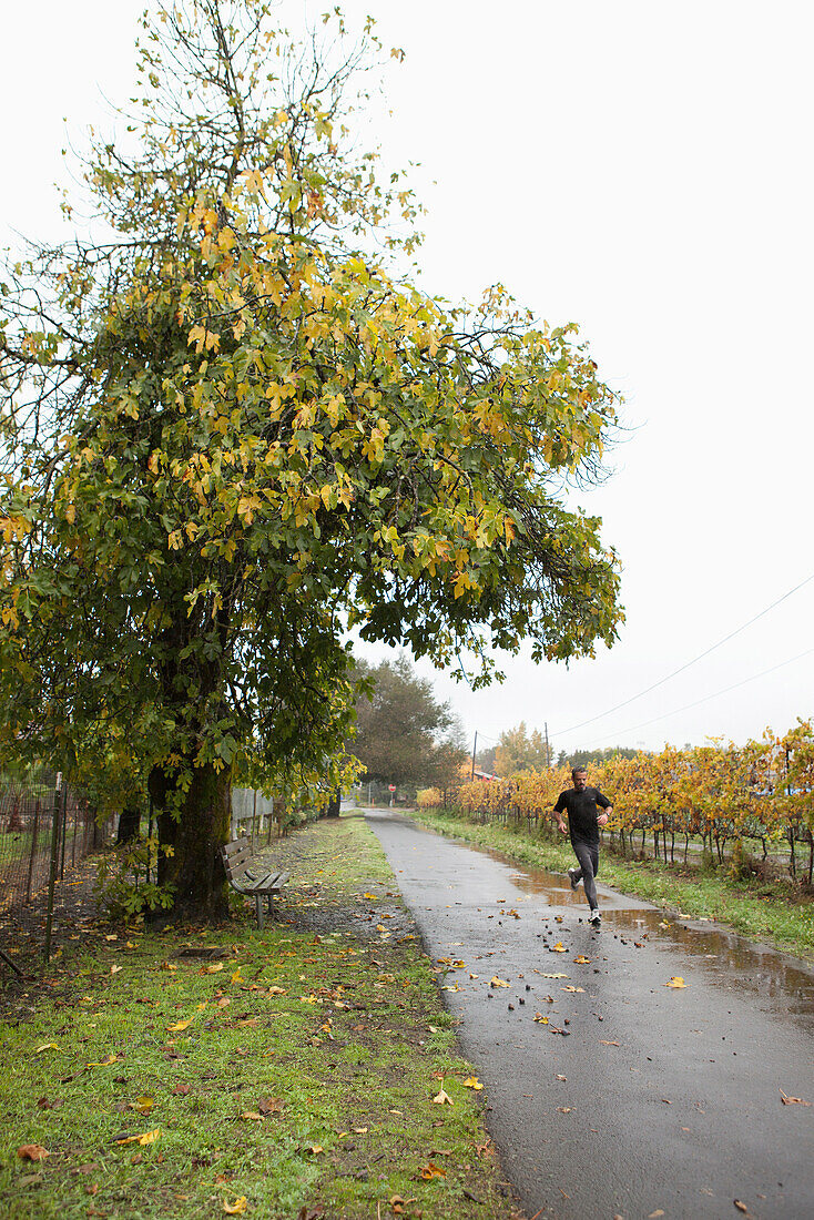 USA, California, a man runs past a mature fig tree in the rain, the Sonoma bike path