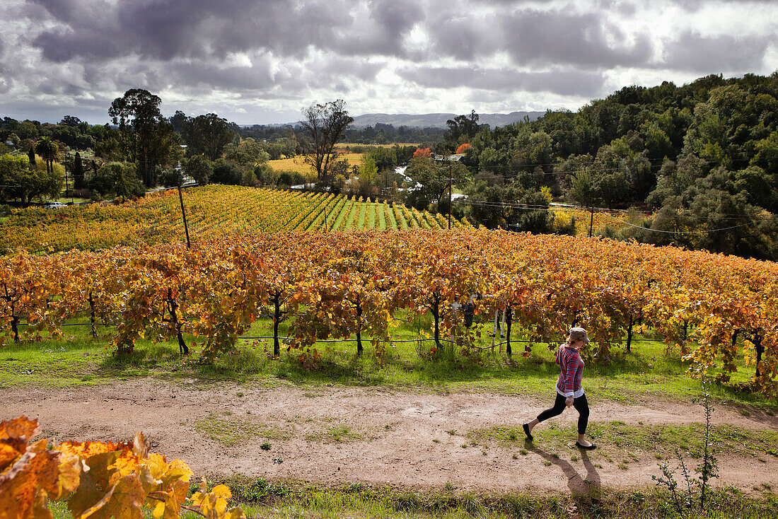 USA, California, Sonoma, Kit Paquin walks through a majestic vineyard landscape in the fall, Ravenswood winery and vineyard