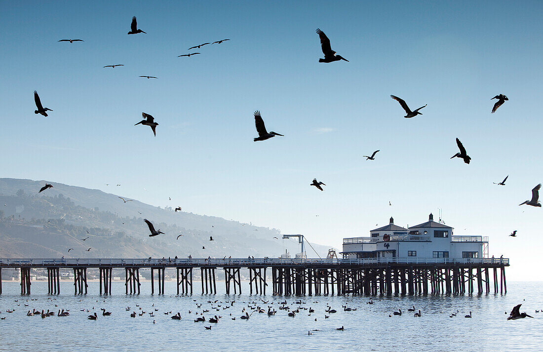 USA, California, Malibu, pelicans and seagulls float and fly in front of the Malibu Pier at Surfrider Beach