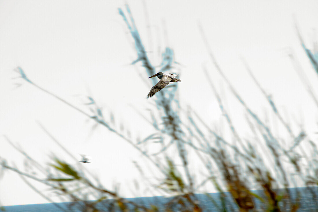 USA, California, Malibu, USA, a pelican flys over an estuary by the Adamson House near the Malibu Pier