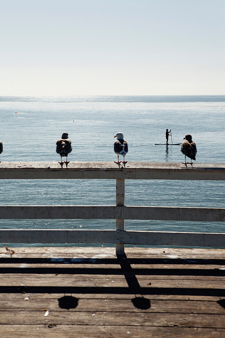 USA, California, Malibu, seagulls sit on a railing on the pier at Paradise Cove, a man passes by on his paddleboard