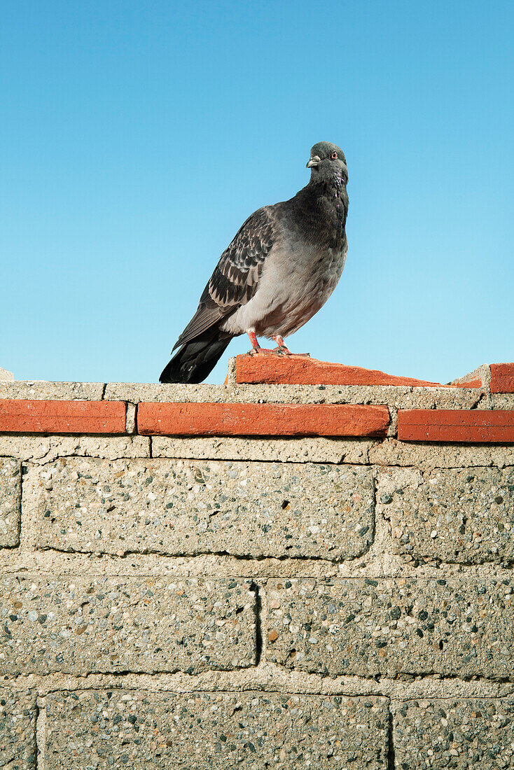 USA, California, Malibu, portrait of pigeon standing on a wall at Surfrider Beach, the Malibu Pier