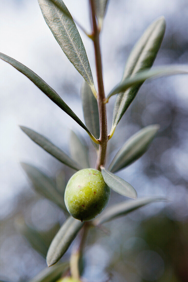 USA, California, Malibu, olives on a tree in the Malibu Hills at Saddleback Ranch