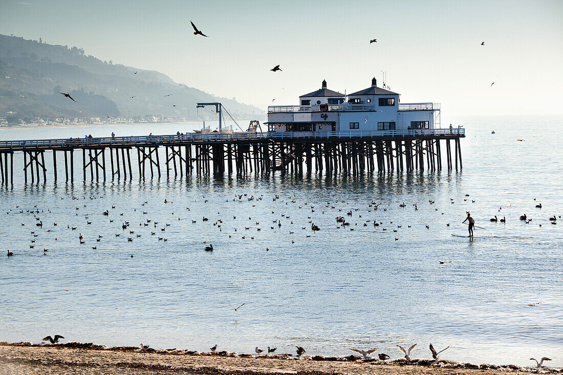 USA, California, Malibu, a man paddleboards through pelicans and seagulls in front of the Malibu Pier at Surfrider Beach