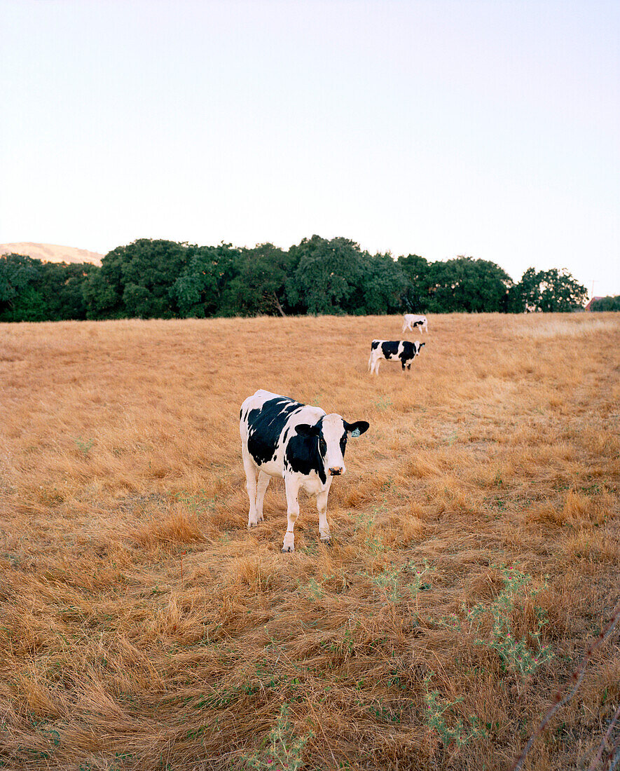 USA, California, Point Reyes Station, dairy cows in a field between Point Reyes Station and Olema, Hwy 1