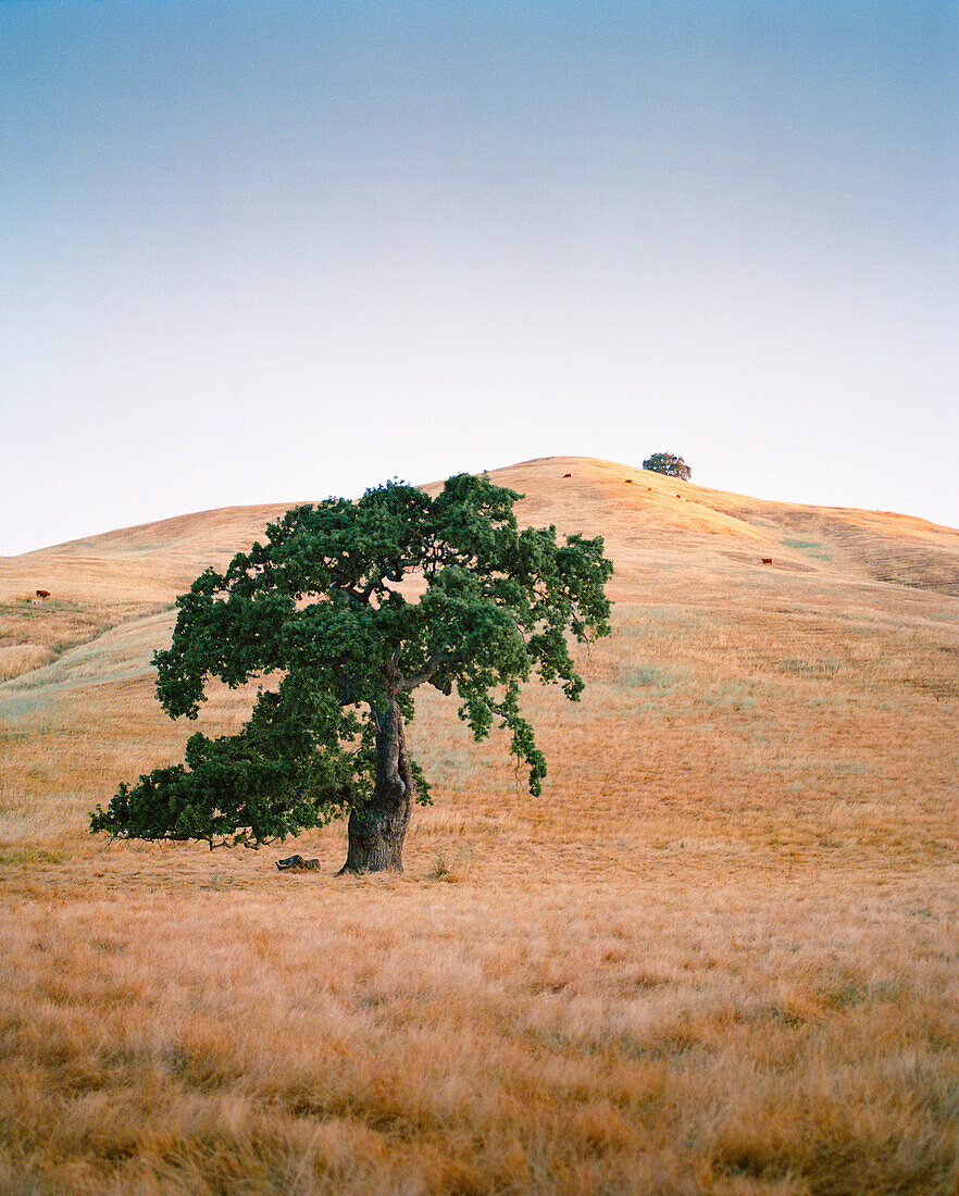 USA, California, Point Reyes Station, oak covered hillside landscape, Hwy 1