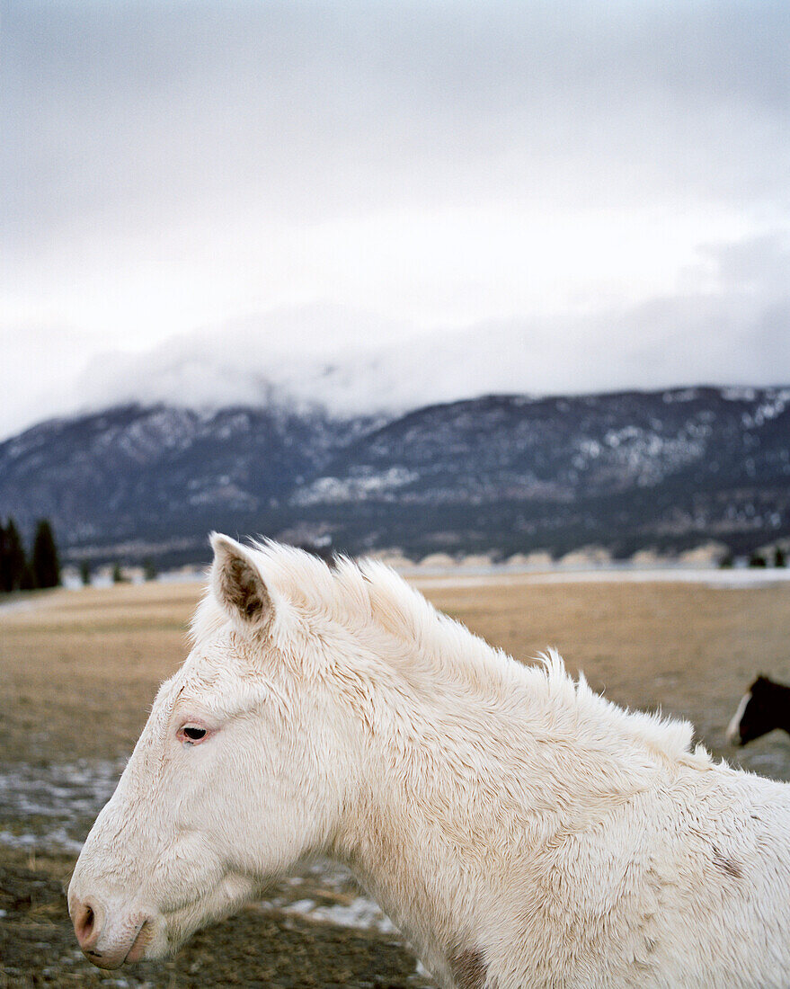 CANADA, white horse with mountain in background, BC Rockies