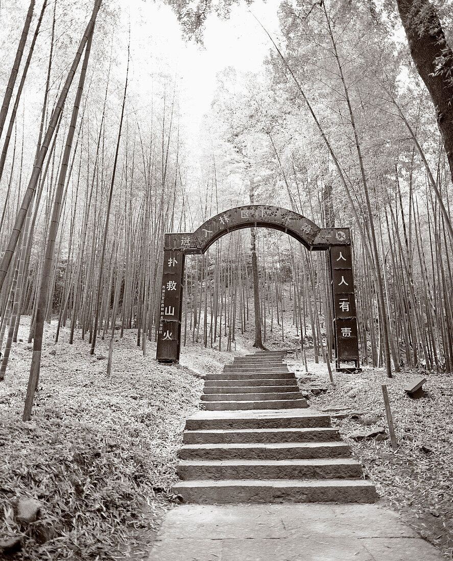 CHINA, Hangzhou, entrance shine and steps amid bamboo forest, Meijai Wu (B&W)