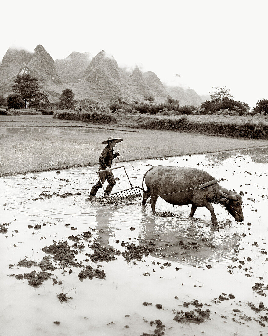 CHINA, Guilin, famer ploughing field with water buffalo (B&W)