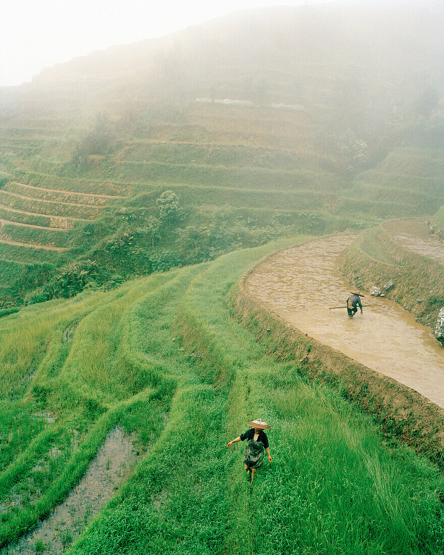 CHINA, elevated view of farmers working in field, Dragon Backbone Rice Terraces