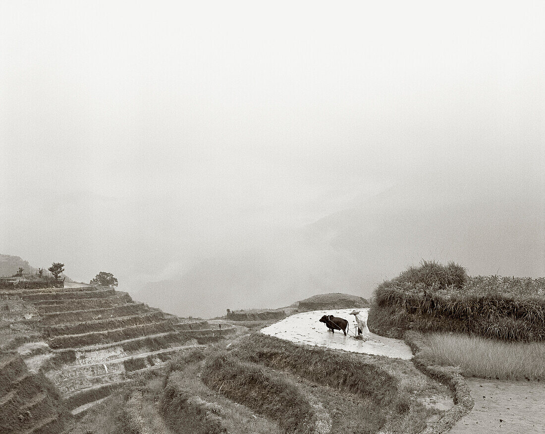 CHINA, famer and water buffalo in rice paddy, Dragon Backbone Rice Terraces (B&W)