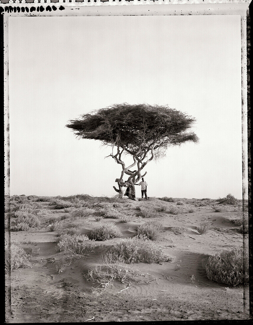 ERITREA, Asmara, a man standing in the desert under an Acacia tree on the outskirts of Asmara (B&W)