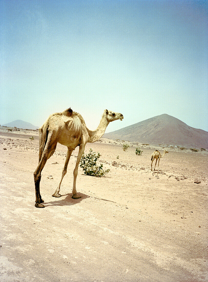 ERITREA, Tio, camels in the desert South of the town of Tio