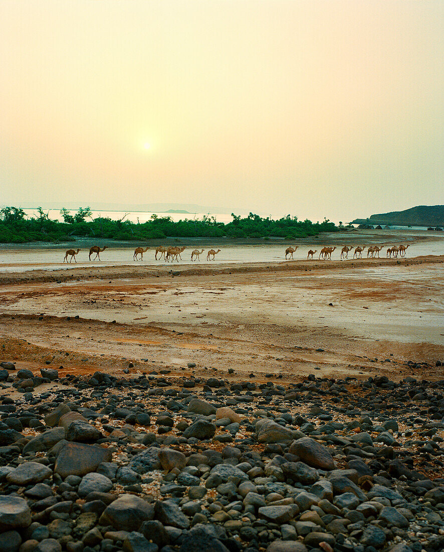 ERITREA, Akello, camels walk through the landscape near the town of Akello