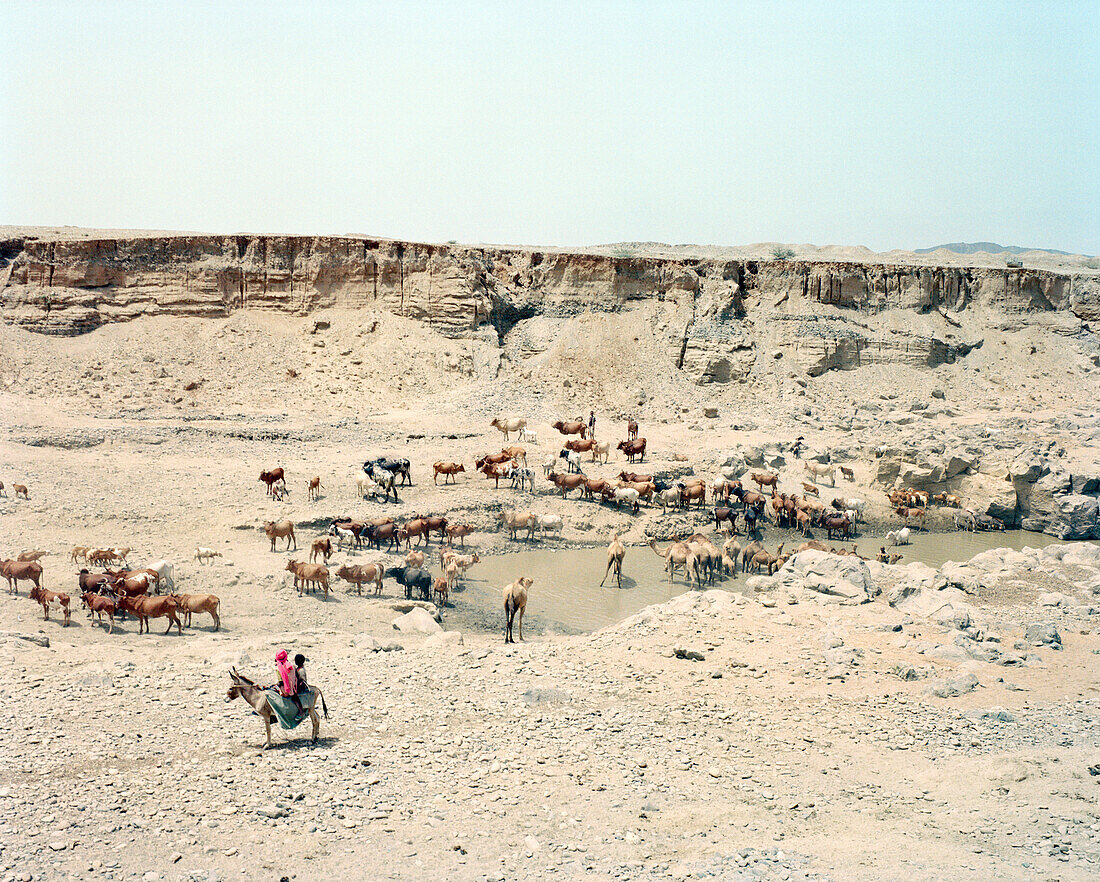 ERITREA, Foro, Bedouin herders tend to their livestock in the desert
