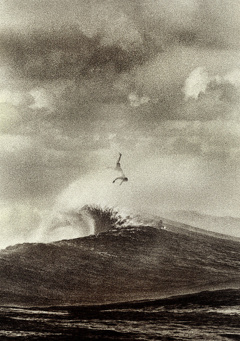 FIJI, surfer bailing out of a big wave, Frigates Pass (B&W)