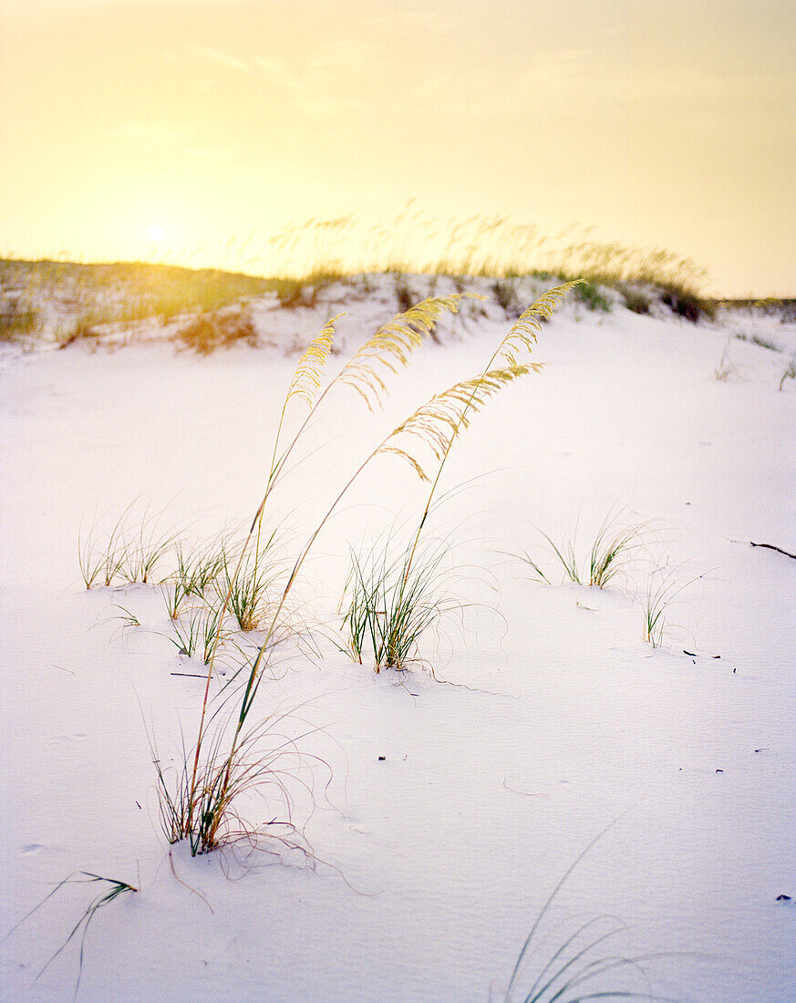 USA, Florida, beach dunes and grass at sunset, Destin