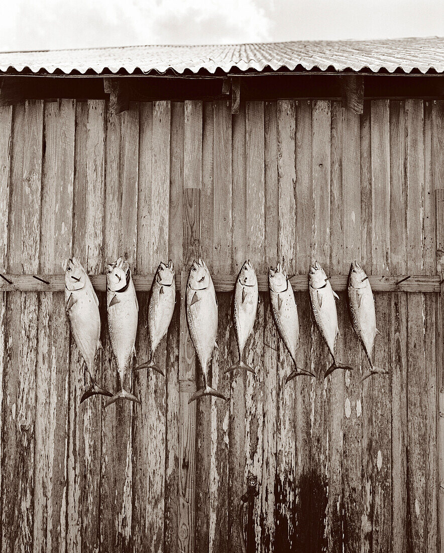 USA, Florida, Bonita fish arranged in a row on wooden wall, New Smyrna Beach (B&W)