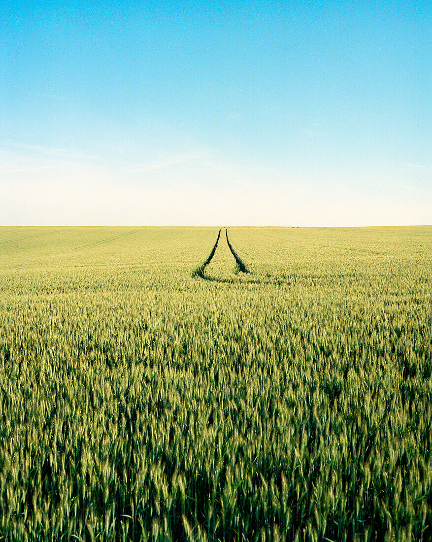 FRANCE, Burgundy, wheat field against clear sky, Chablis