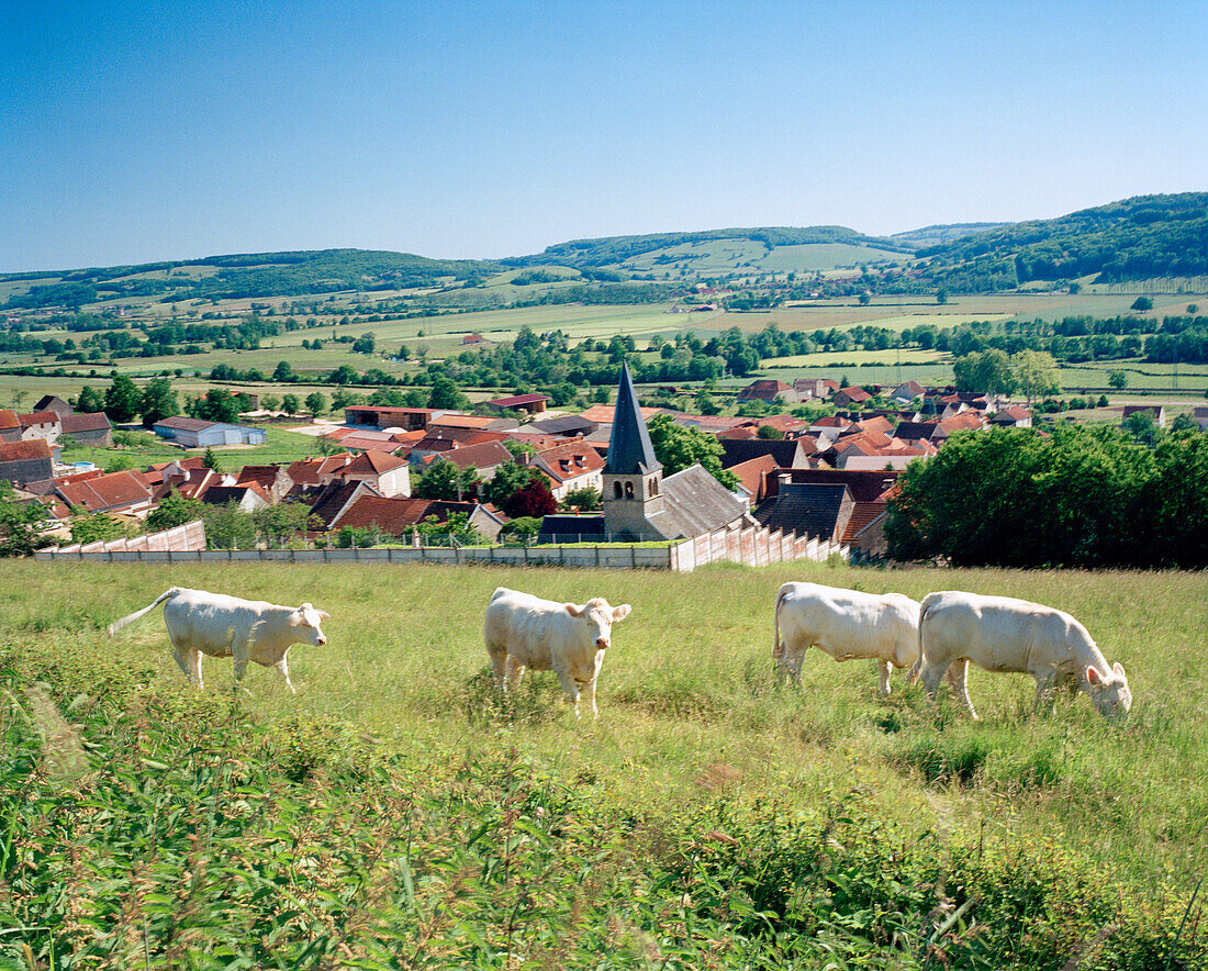 FRANCE, Burgundy, cows grazing in field above the town of Buffon