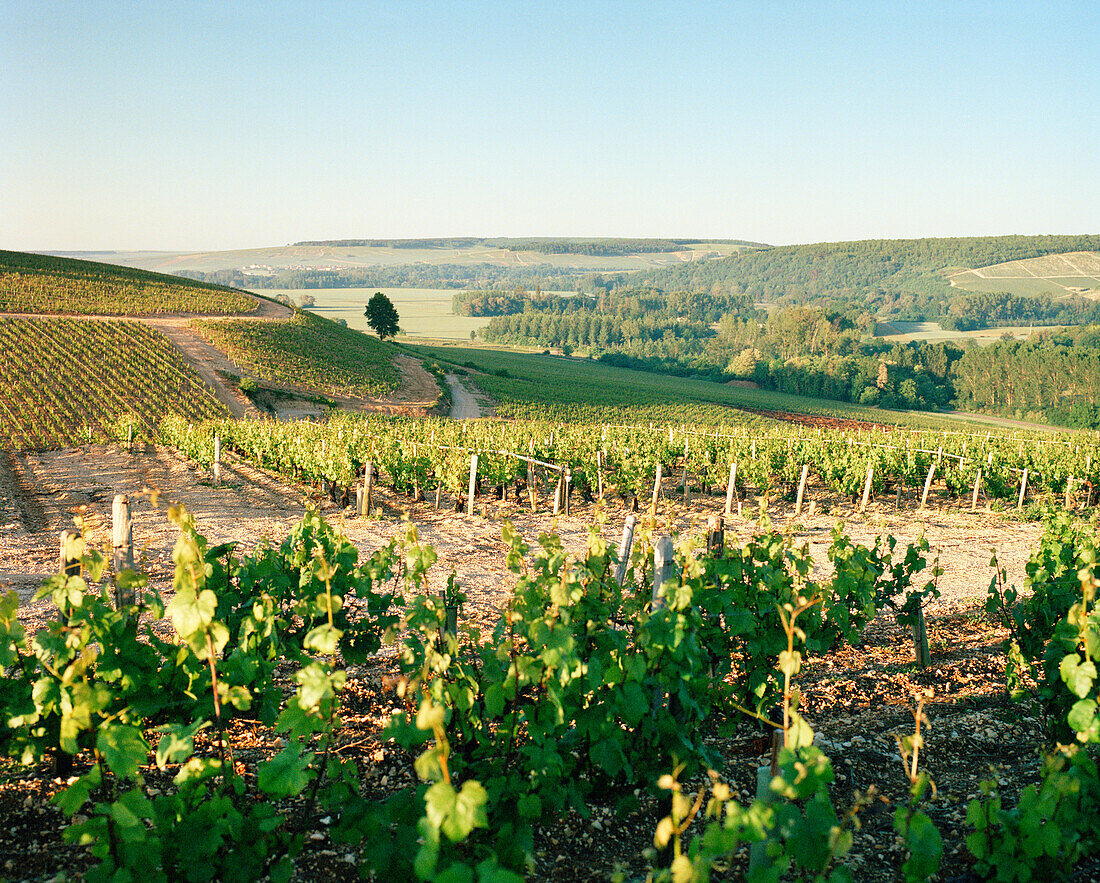 FRANCE, Chablis, Burgundy, vineyard against clear blue sky, Domaine Seguinot white wine vineyard in Chablis
