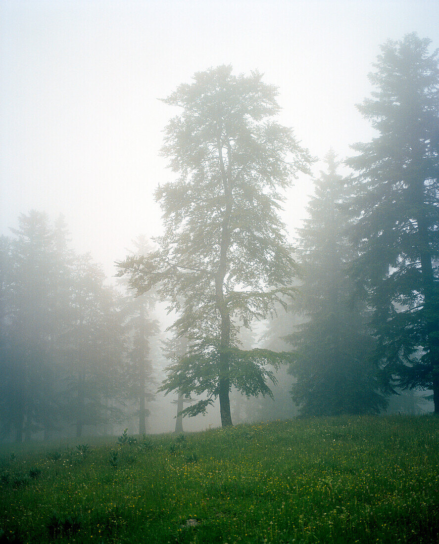 FRANCE, Val-de-Travers, Creux du Van Canyon, trees and fog in the countryside, Jura Wine Region