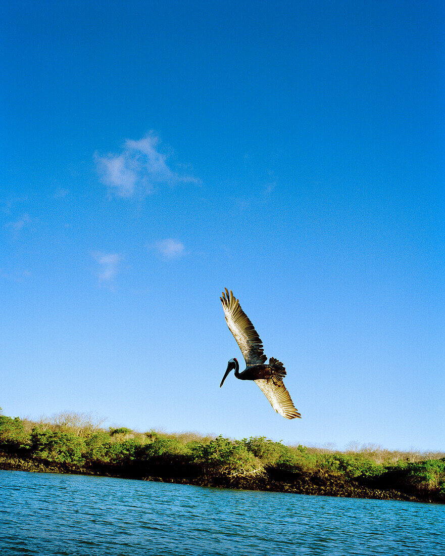 ECUADOR, Galapagos Islands, pelican diving into the Pacific, Santa Cruz Island
