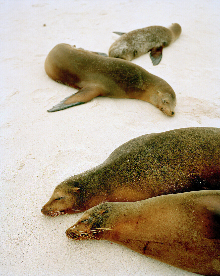 ECUADOR, Galapagos Islands, Galapagos Sea Lions at Gardner Bay