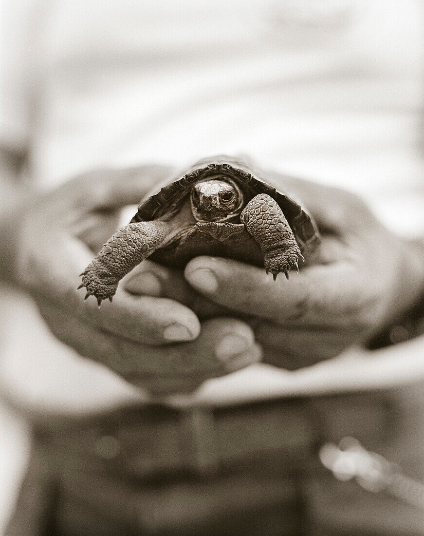 ECUADOR, Galapagos Islands, human hands holding baby Giant Tortoise, Santa Cruz Island (B&W)
