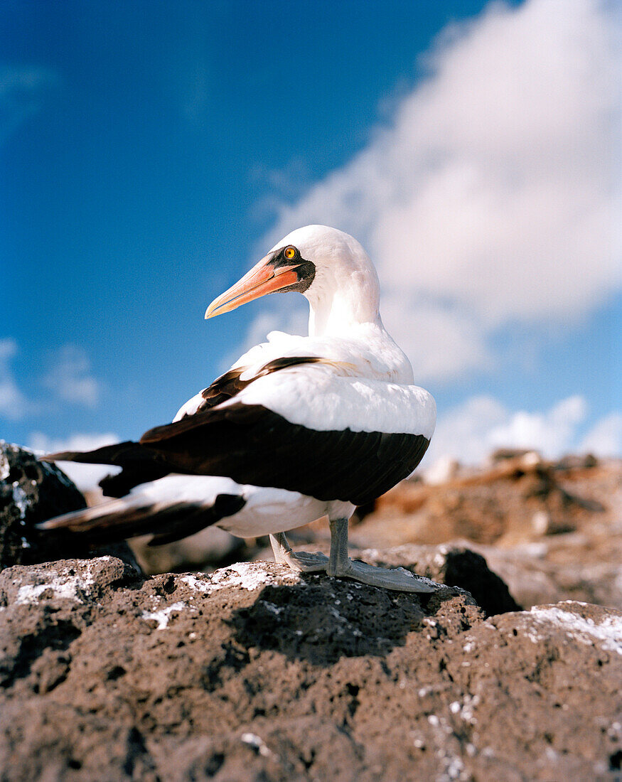 ECUADOR, Galapagos, Nazca Booby perching on rocks, Espanola Island