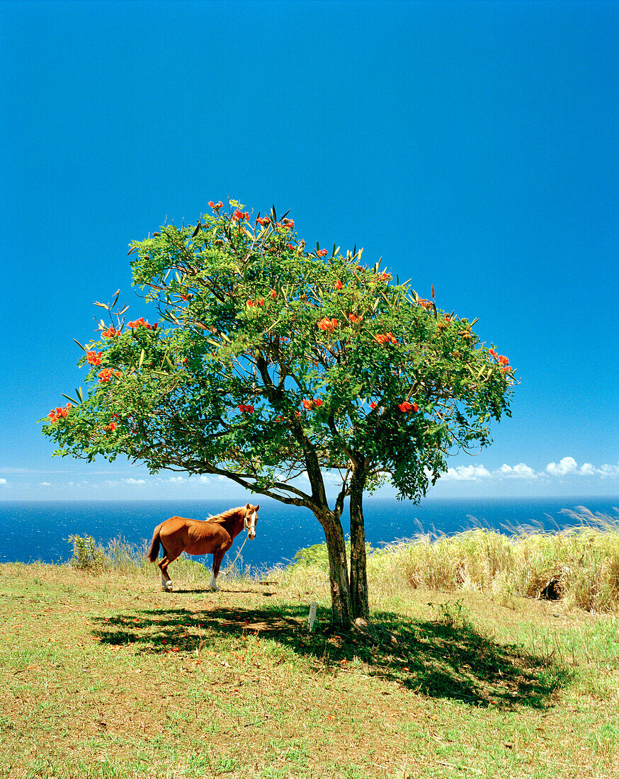 USA, Hawaii, horse and tree with the Pacific Ocean in the background, Waipi'o Valley