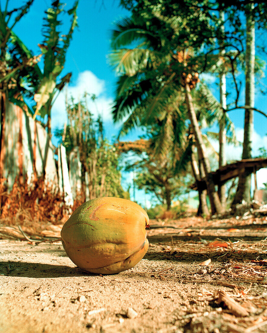 USA, Hawaii, Laie, a coconut lies in the middle of a dirt road, the North Shore of Oahu