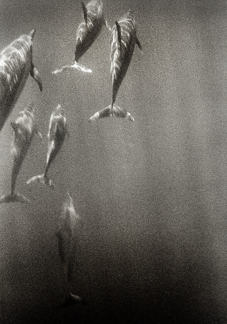 USA, Hawaii, spinner dolphins diving, Kealakekua Bay (B&W)