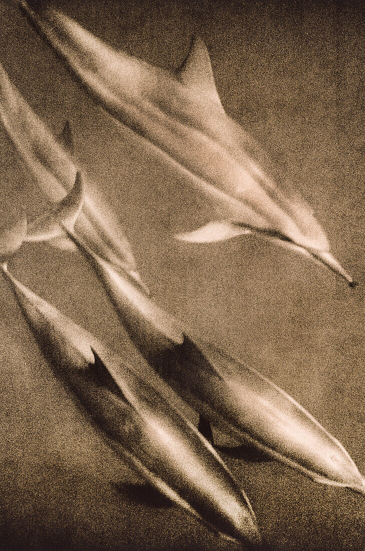 USA, Hawaii, closeup of spinner dolphins, Kealakekua Bay (B&W)