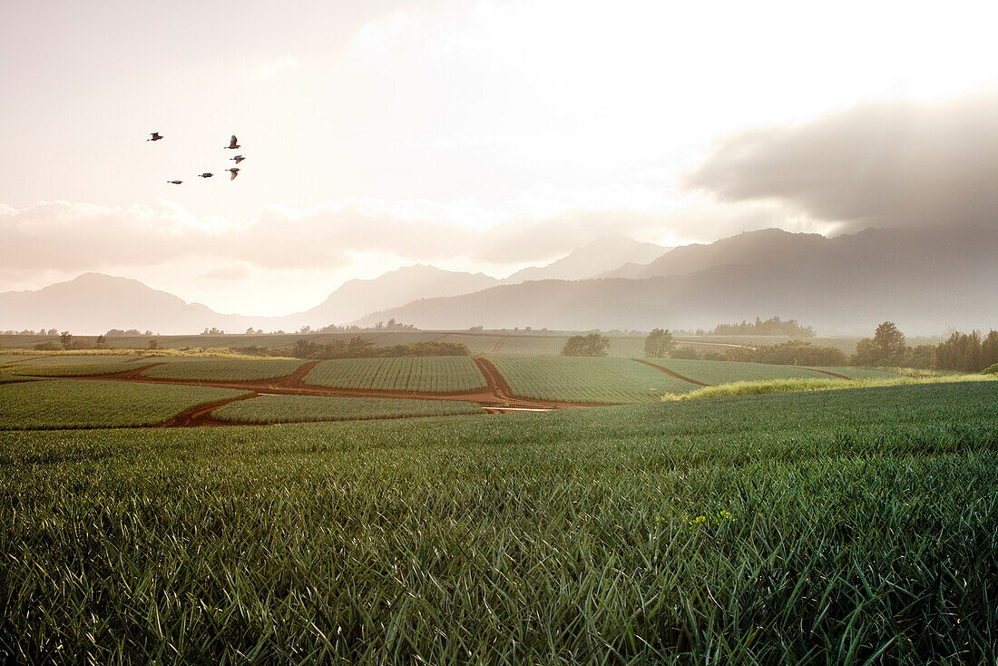 USA, Hawaii, Oahu, Flock of birds flying over pineapple field, the North Shore