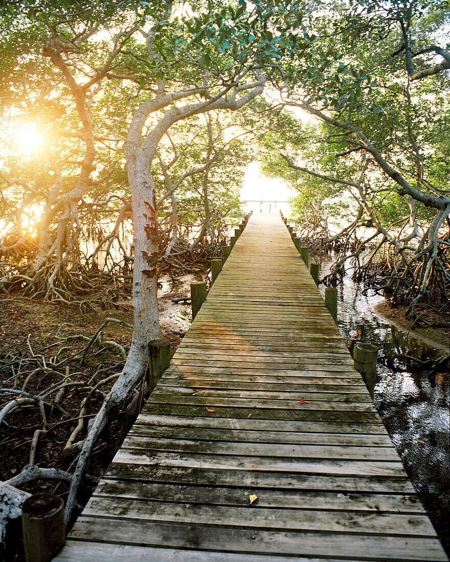HONDURAS, Roatan, boardwalk in the mangroves at sunset, Gibson Bight