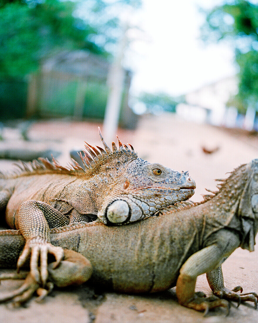 HONDURAS, Roatan, iguanas in the road