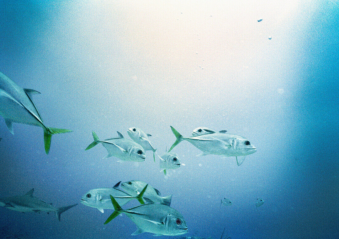 HONDURAS, Roatan, school of fish swimming underwater